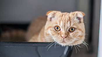 Scottish Fold, Cute cat, Adorable pet, Animal lover HD wallpaper