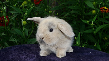 Animals, Fluffy, Kid, Tot, Rabbit HD wallpaper