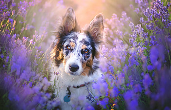 Dog, animal, white, summer, purple, flower, australian shepherd, vara, caine HD wallpaper
