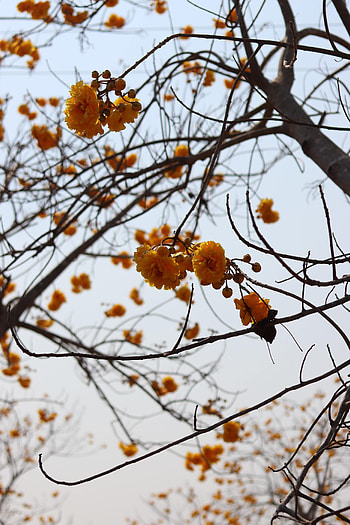 Flowers, Plant, Wood, Tree, Branches HD phone wallpaper
