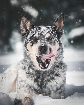 Animals, Snow, Dog, Protruding Tongue, Tongue Stuck Out HD phone wallpaper