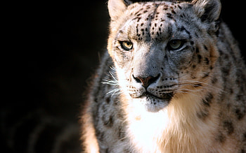 Snow Leopard, Animal , 10803 HD wallpaper