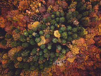 Nature, Trees, Autumn, View From Above, Forest HD wallpaper