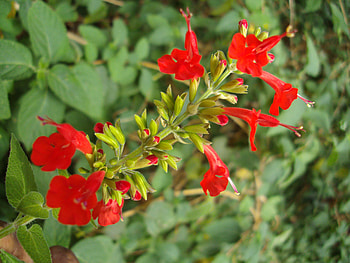 red flower, pleasent, nature, red, flower HD wallpaper