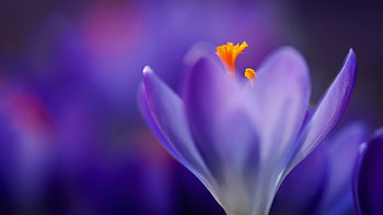 Crocus macro, crocus, macro, , nature, flowers, spring HD wallpaper