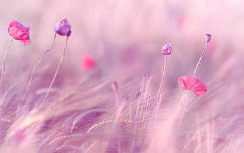 Pink and purple flowers HD wallpaper