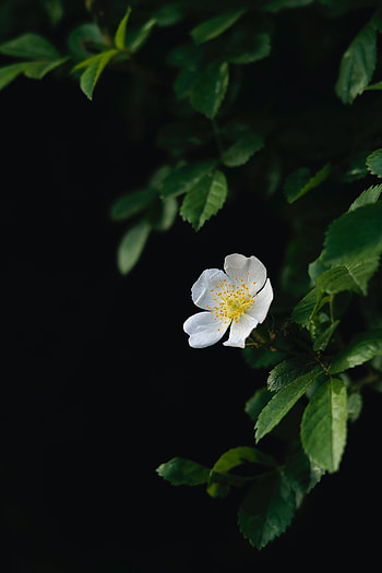 Flowers, Leaves, Flower, Macro, Petals HD phone wallpaper