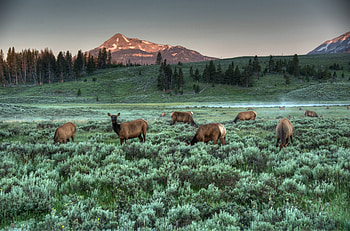 Yellowstone National Park, , Natural beauty, Scenic wonder HD wallpaper