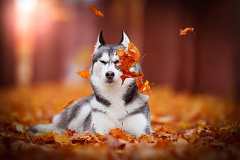 Autumn-themed Husky, Rustic charm, Seasonal inspiration, Cozy HD wallpaper