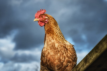 Hen (Animals), Chicken symbolism, Totem and spirit, Birds of the world HD wallpaper