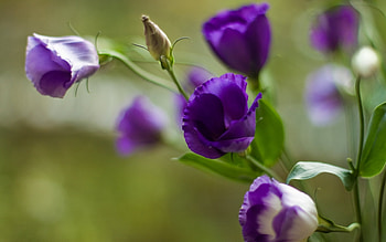 Plants, Flowers HD wallpaper