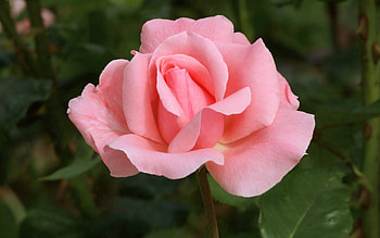 Rose, pink, macro, flower HD wallpaper