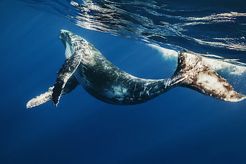 Majestic Humpback, sea, majestic, whale, pretty, beautiful, humpback, ocean HD wallpaper