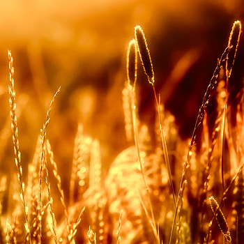 5560 4: Evening Light iPad HD phone wallpaper