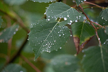 Drops, Macro, Sheet, Leaf, Branch HD wallpaper