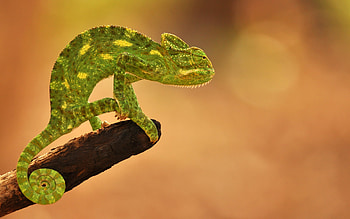 Animal, chameleon HD wallpaper