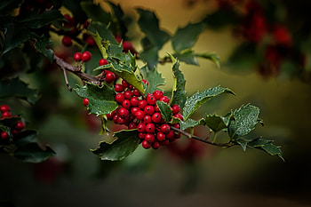 Mistletoe, branch, craciun, christmas, green, red, fruit, berry HD wallpaper