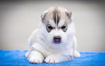 Animals, Dog, Muzzle, Beautiful, Puppy, Husky HD wallpaper