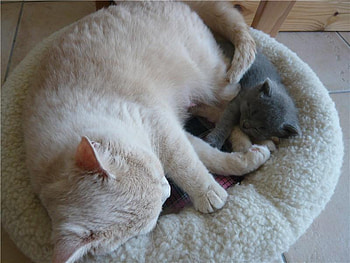 sweet dreams with my mom, kitten, dreams, pets, mom, cat HD wallpaper
