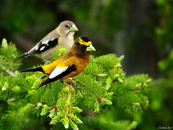 Pretty birds in the nature, animal, nature, bird, forest HD wallpaper