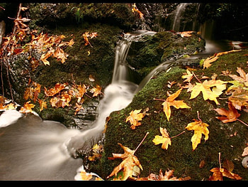 autumn, golden, river, nature HD wallpaper