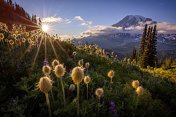 Mountain, sunshine, nature, flower HD wallpaper