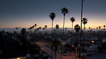 Palm tree paradise, , Sunrise over Los Angeles, Beach ambiance HD wallpaper