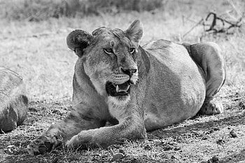 Animals, Big Cat, Lioness, Bw, Chb HD wallpaper