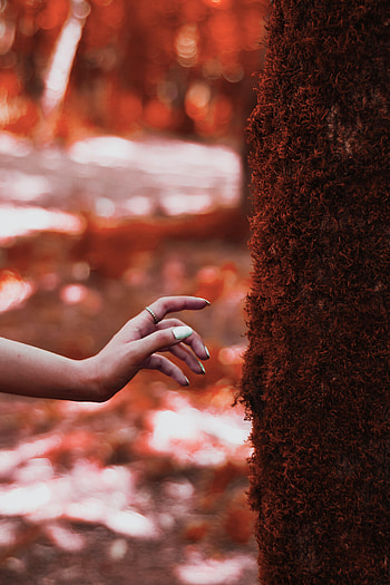 Hand, Miscellanea, Miscellaneous, Wood, Tree, Moss, Touching, Touch HD phone wallpaper