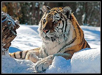 Siberian majesty, tiger, black white, hunter, cat, orange, stripes, resting in the snow, forest, powerful HD wallpaper