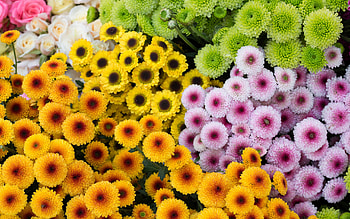 Chrisanthemums, chrisanthemum, pink, flower, green, yellow, texture, autumn, orange, skin HD wallpaper