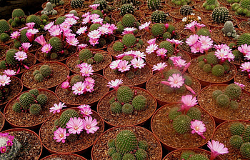Cactuses, Flowers, Bloom, Flowering, Pots, Breeding HD wallpaper