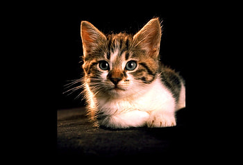 1cute kitten, kitten, looking, pose, thinking, cute HD wallpaper
