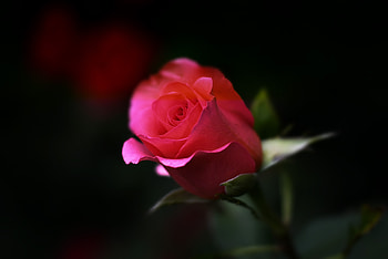 Flower, Macro, Rose Flower, Rose, Bud HD wallpaper