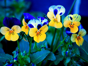 Plants, Flowers, Pansies HD wallpaper