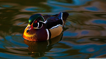 mandarin_duck, wings, colorful, beak, water HD wallpaper