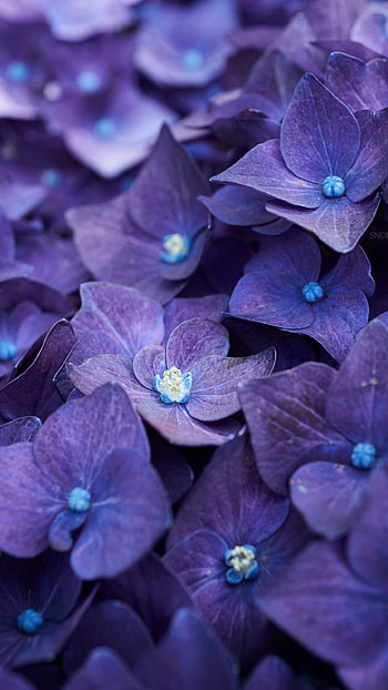 Violet flowers, Beautiful background, Nature's gift, Floral perfection HD phone wallpaper
