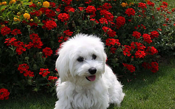 Bolognese Dog, Happy puppies HD wallpaper