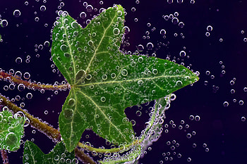 Drops, Macro, Close-Up, Sheet, Leaf, Ivy HD wallpaper