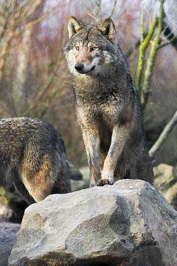 Animals, Stones, Predator, Wolf, Sight, Opinion HD phone wallpaper