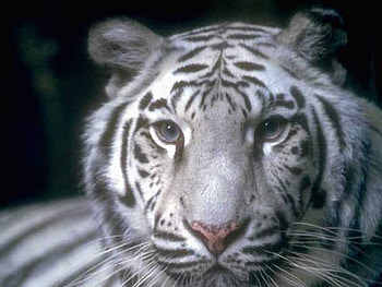 Lion, stripes, white, black, wild HD wallpaper