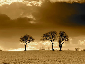 three trees horizon , trees, horizon, three HD wallpaper