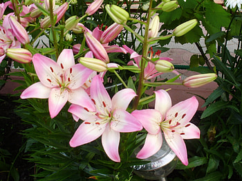 Plants, Flowers HD wallpaper