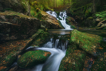 Forest Stream, plants, Forest, moss, nature, rocks, tree, stream HD wallpaper