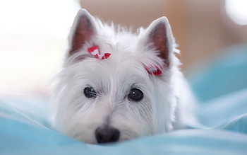 Animals, Lie, To Lie Down, Dog, Muzzle, Beautiful, Sight, Opinion, Decoration HD wallpaper
