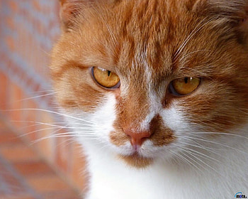 Red Cat, animal, kitten, red, eyes, face, cat HD wallpaper