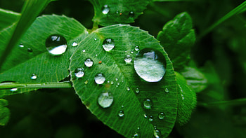 Green Leaf, Leaves grass dew, Water drop graphy HD wallpaper