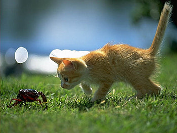 Cat playing with a spider, kitten, spider, cat, grass, insect HD wallpaper
