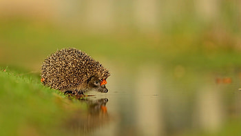 Reflection, Hedgehogs HD wallpaper