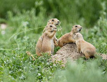 Prairie Dog, Closeup, Nature, Jooinn HD wallpaper